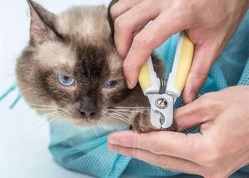 在家冬季给猫咪洗澡要注意什么,北方冬天猫咪洗澡