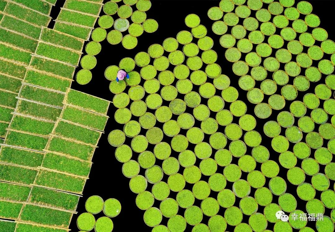 福鼎:茶林共生,这样的茶园真不错