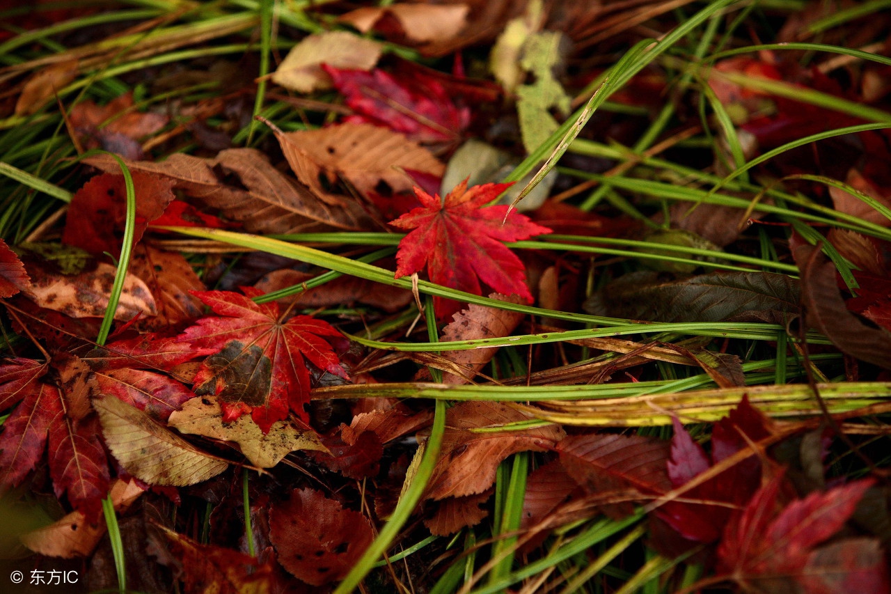 临沂郯城贾湾乡村振兴,郯城乡村振兴发展措施