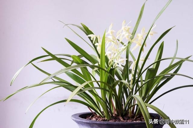 兰花脱水怎么补救,兰花水分过大烂根如何抢救