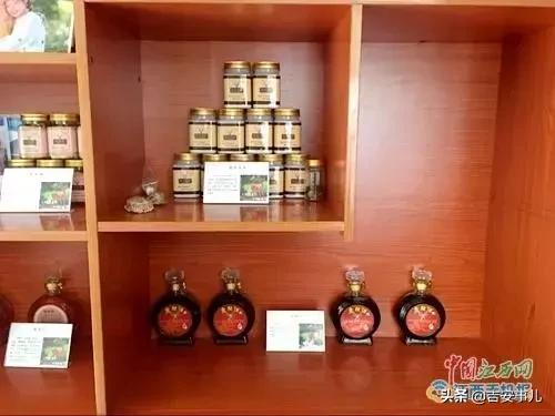 励志，吉水阜田镇养鹿致富带头人罗富苟的传奇人生