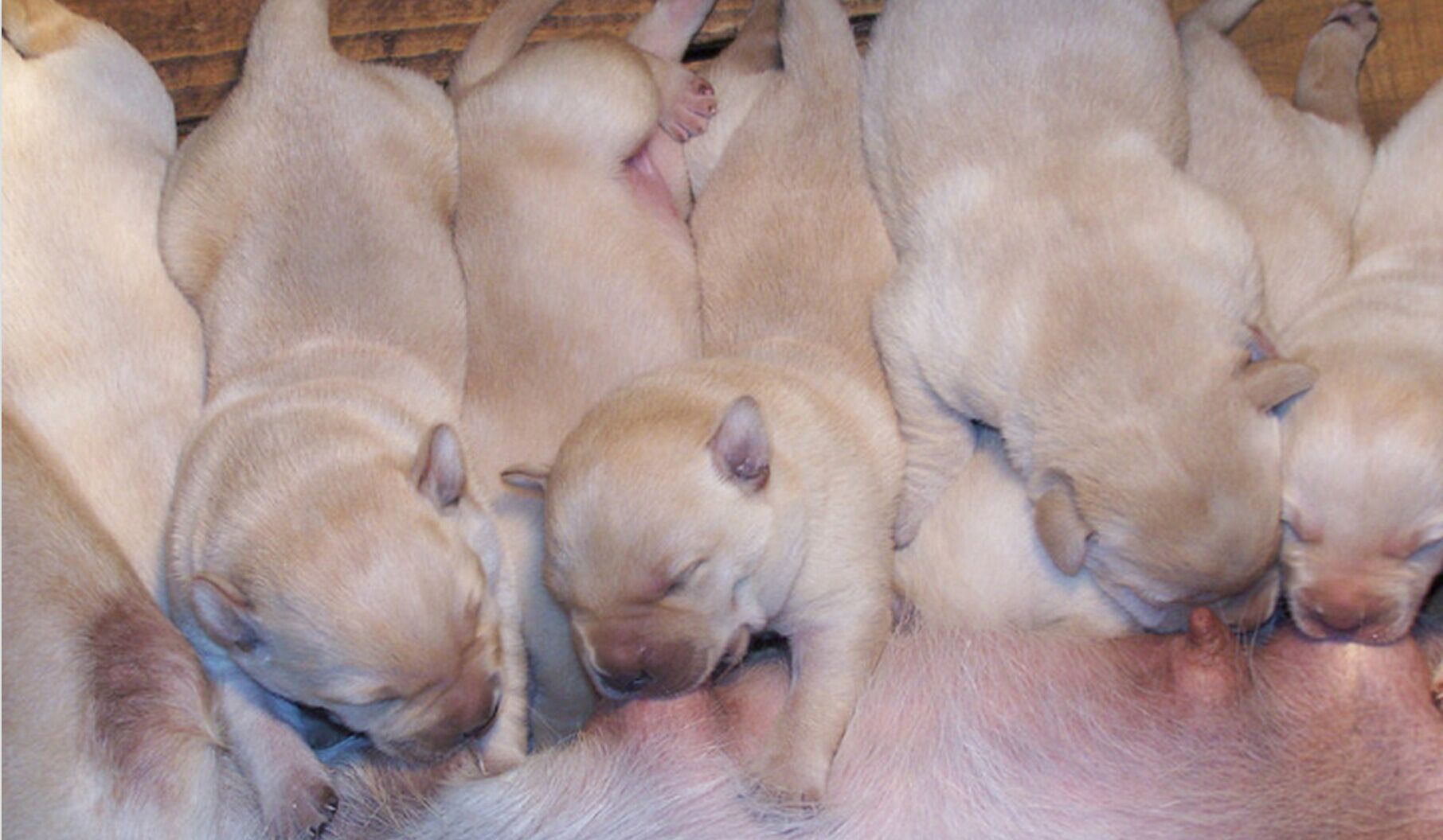 狗狗冷知识小视频图文版,狗狗冷知识8