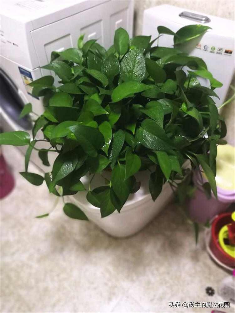 绿萝扦插注意事项,绿萝扦插注意事项有哪些