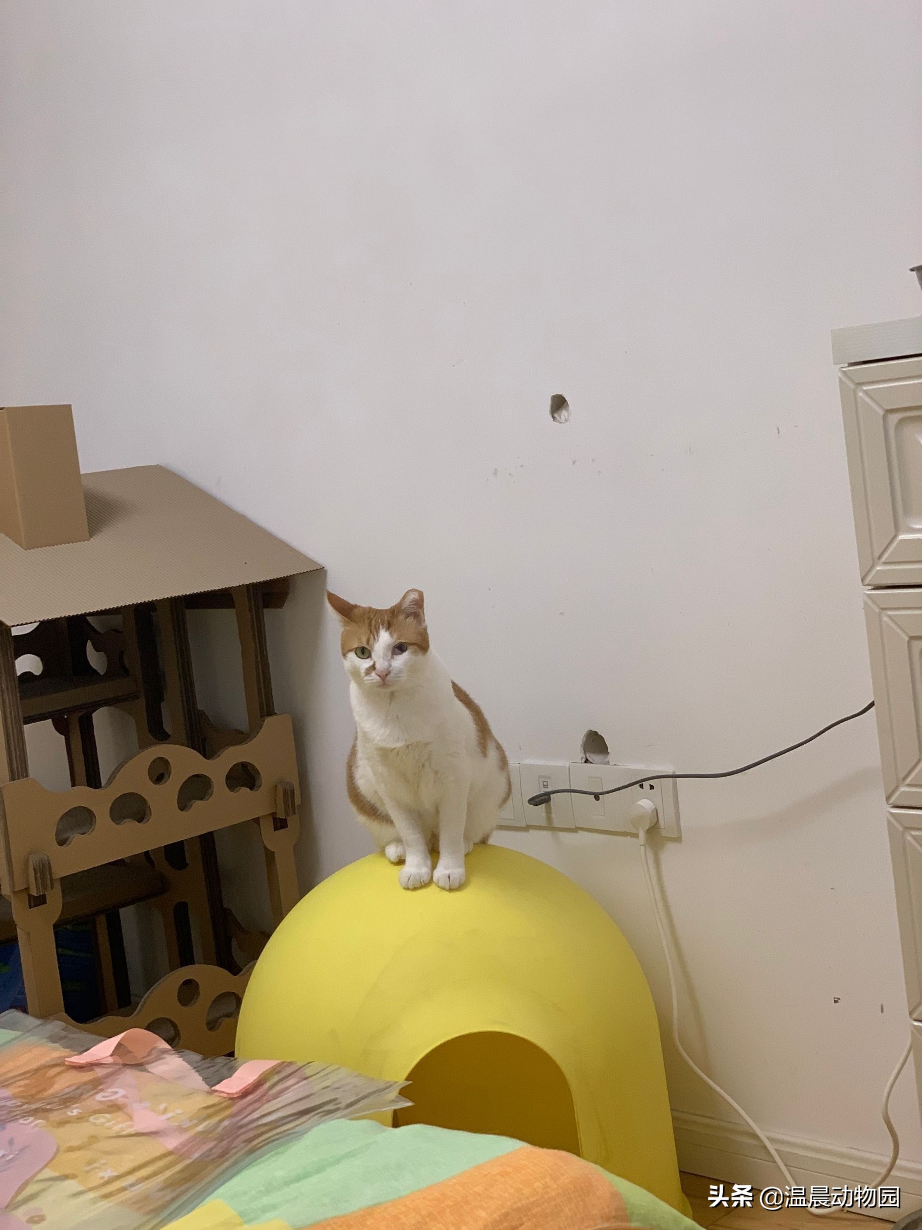 猫咪不让同类靠近,猫咪不让亲近是什么意思