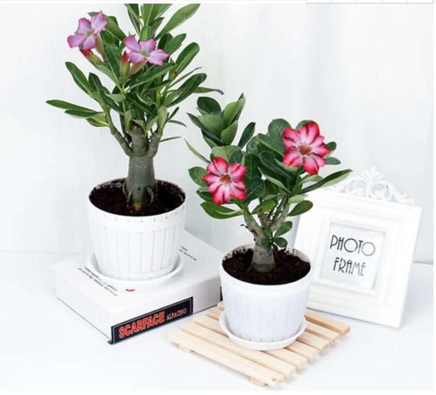 网购的植物好看又好养活的有哪些,网上买什么植物好看好养