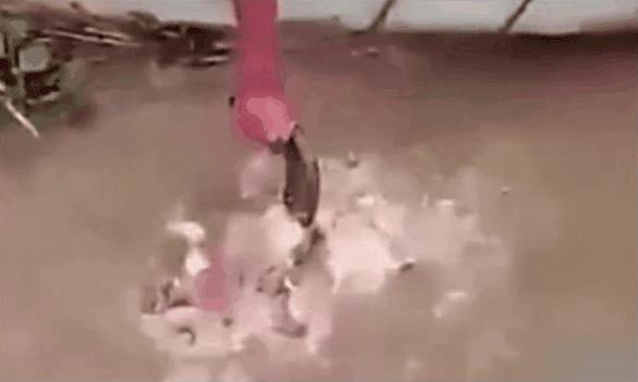 地球之肺的亚马逊雨林，绿色天堂却是人类的禁区，到底是多恐怖？