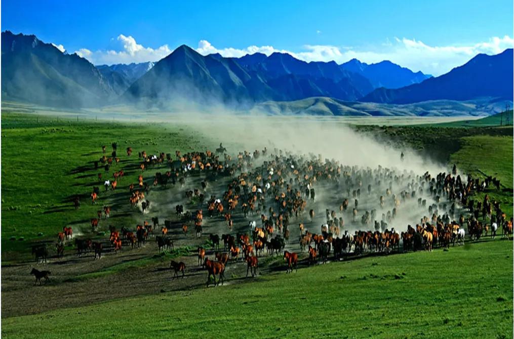 山丹军马场世界第一大军马场,亚洲第一马场山丹军马场直播