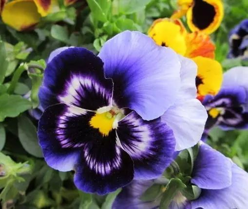 三色堇是一种花吗,鬼脸花三色堇