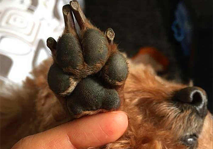 专家辟谣狗狗传染新肺病,狗狗甲沟炎怎么引起的