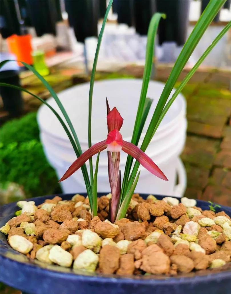 云南玉溪早年下山的一颗春兰红花素，现在成为市场炙手可热的精品