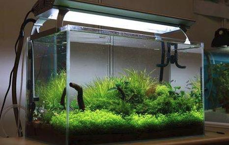 龟缸水腥臭味怎么处理,鱼缸臭味怎么解决