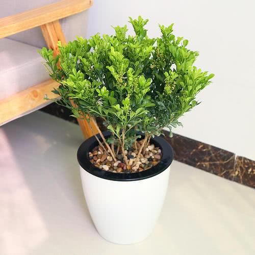 米兰适合室内养的花卉,让米兰花花香浓郁的方法