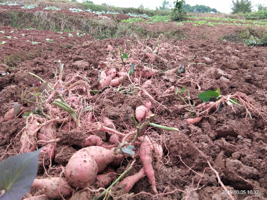 向往田园生活唯美诗句,向往的田园生活的感悟