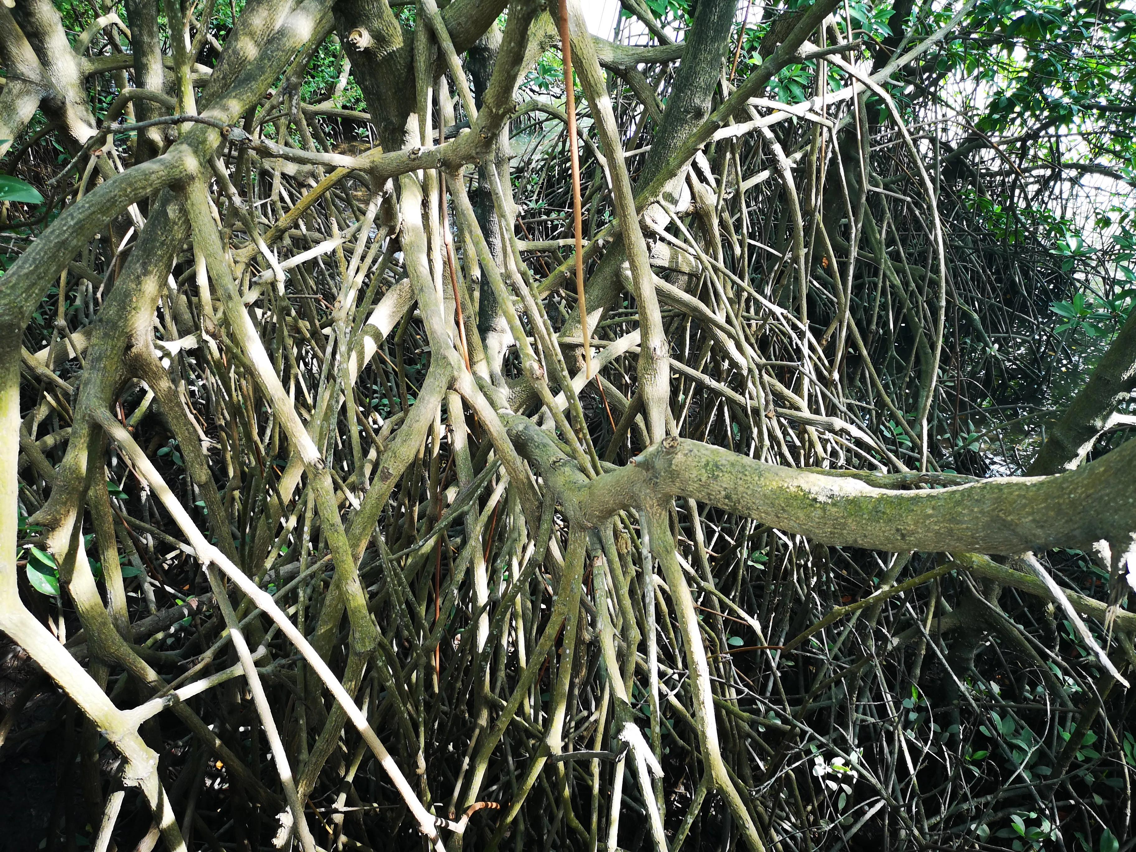 三亚红树林,神奇的亚马逊雨林