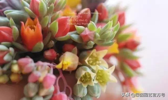 多肉开花怎么办呢,多肉开花的原因和解决方法