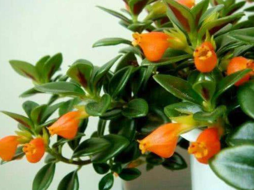 金鱼吊兰立冬怎样剪枝冬天能开花,金鱼吊兰什么时候开花不能移植