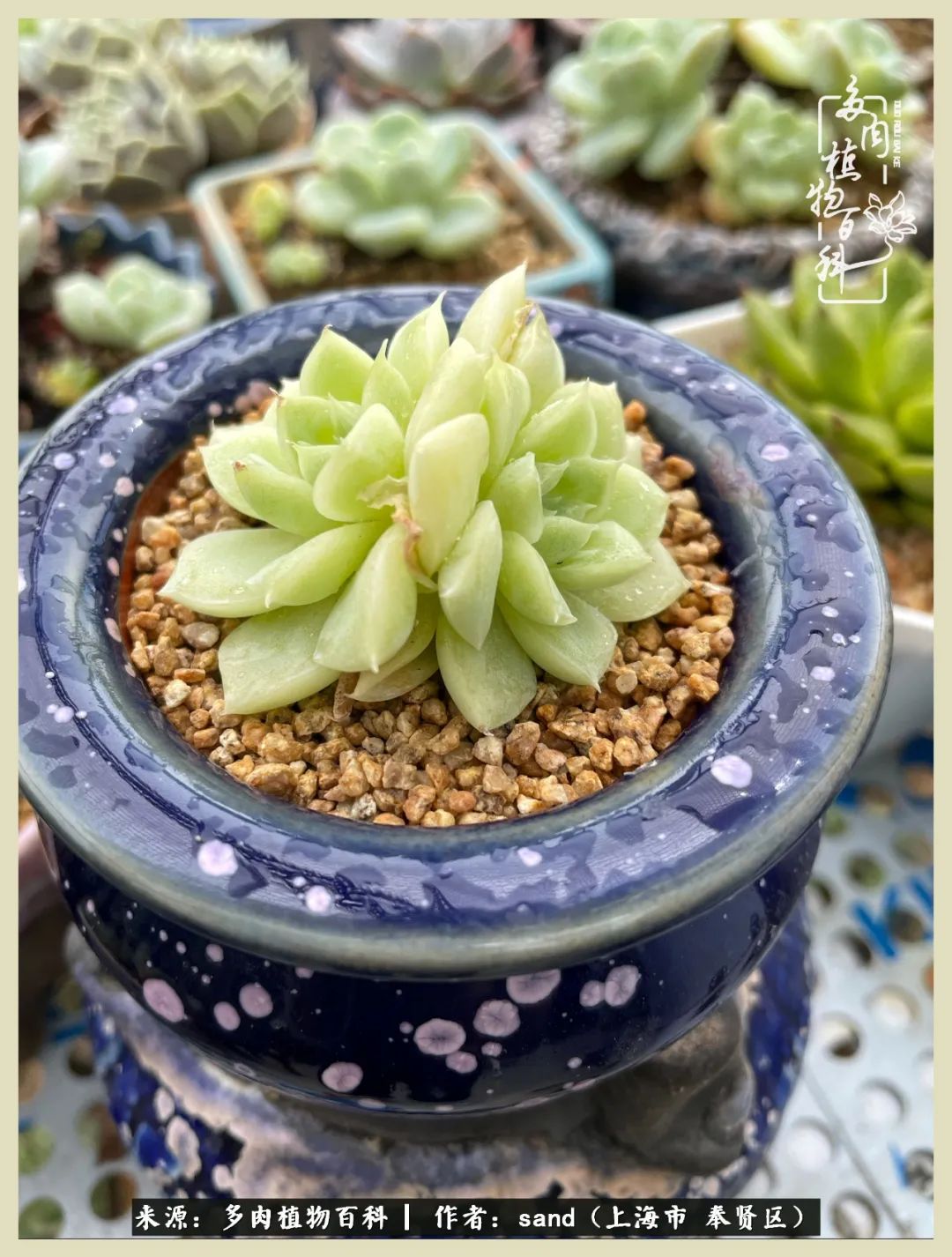 多肉垂落下去该怎么办,多肉在三伏天怎么度夏