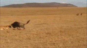 犬科代表非洲野犬,*攻围**狮子,掠夺豹子,暴打鬣狗,成为草原王者