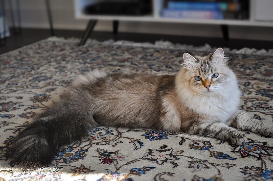 猫奴需要了解的知识：猫咪喝水少的危害及八种应对策略