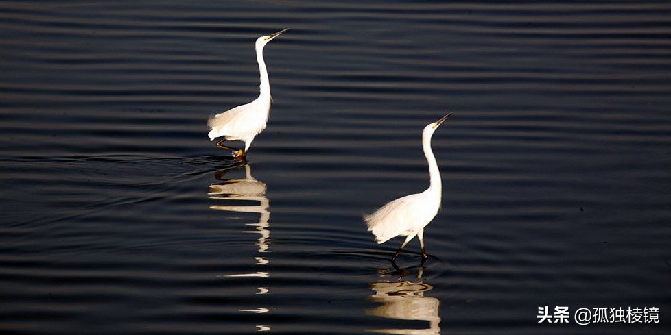 白鹭拍摄测光曝光技巧,白鹭的拍照技术