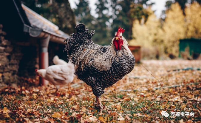 为什么鸡夏季容易感染腺病毒,鸡病毒治疗最佳时间