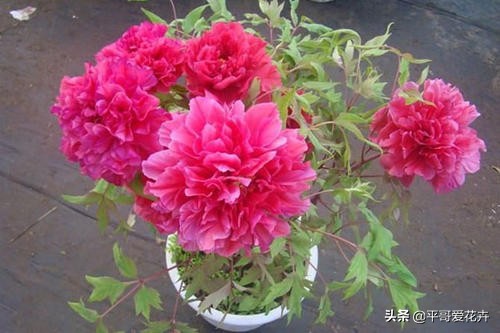 牡丹叶片萎蔫？都是这“4个方面”惹的锅，及时补救还来得及