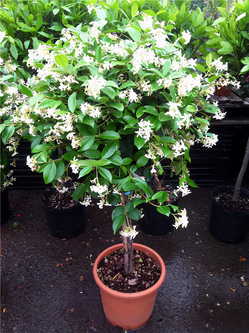 爬藤植物选择有很多,这些有特色的爬藤植物,看看哪些适合你家