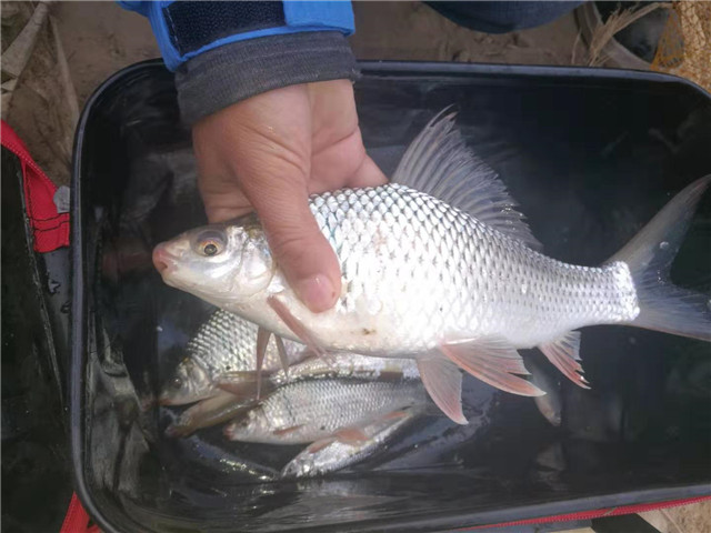 钓鲮鱼调漂最佳的方法,钓鲮鱼怎么调漂和找底