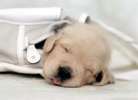 海姆立克急救法狗狗急救视频,狗狗意外车祸怎么平复心情