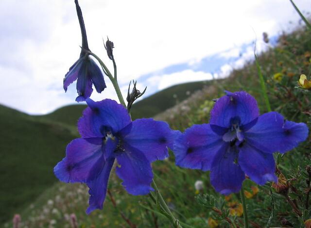 飞燕草苗期管理,飞燕花养护技巧