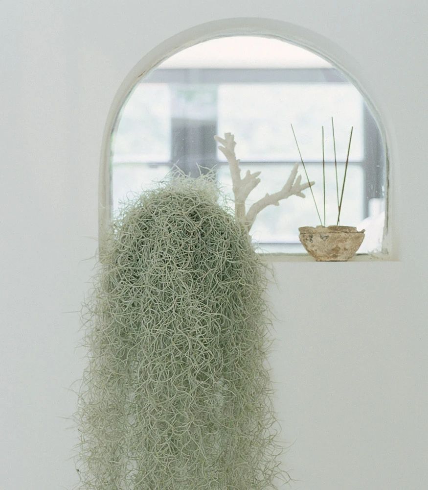 适合室内养的爬藤花期长,跟绿萝一样好养的爬藤植物