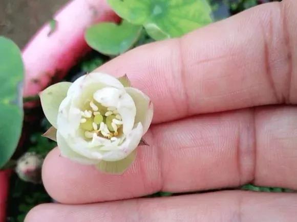 自家栽培微型观赏碗莲,迷你盆栽碗莲带花苞