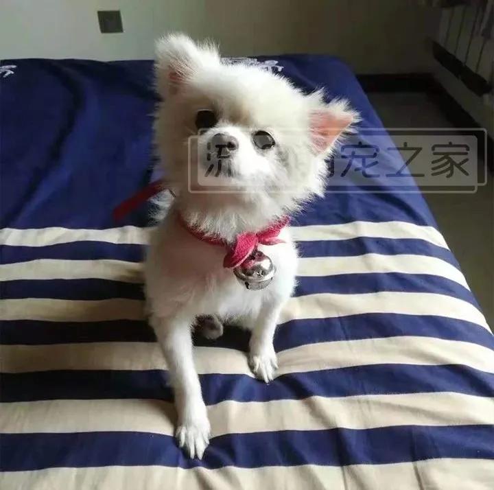 繁殖犬悲惨的下场,一只繁殖犬的悲惨生活