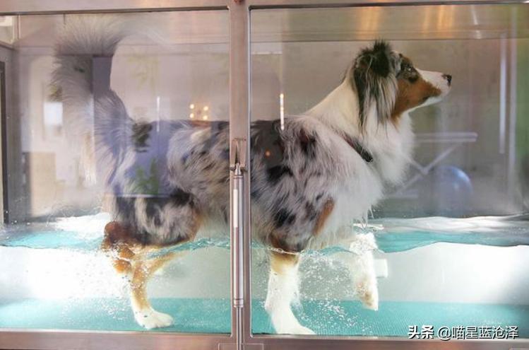 宠物spa的六大好处,宠物spa水疗