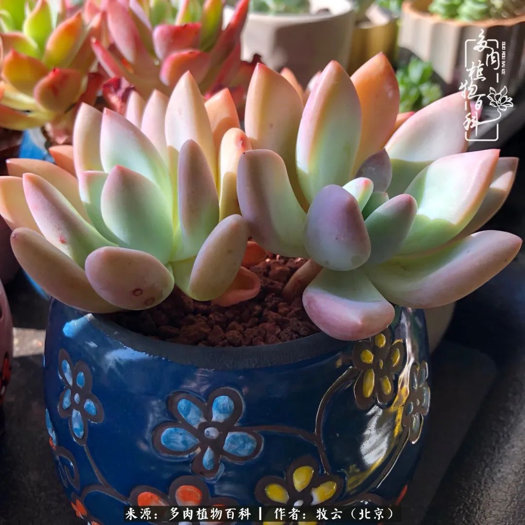 多肉植物生活,多肉生活充满诗意