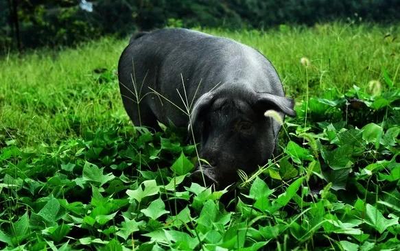 猪肉是怎么形成的,吃了那么多年的火腿肠你知道吗