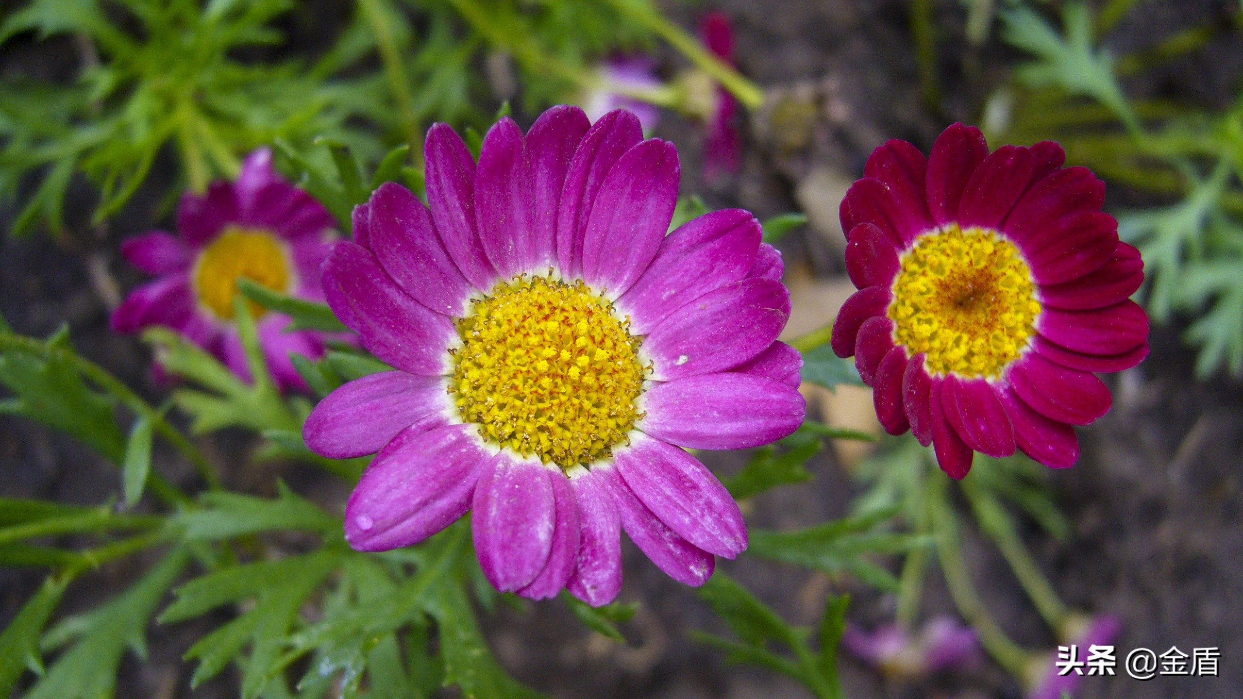 木茼蒿图文,五彩斑斓的观叶植物