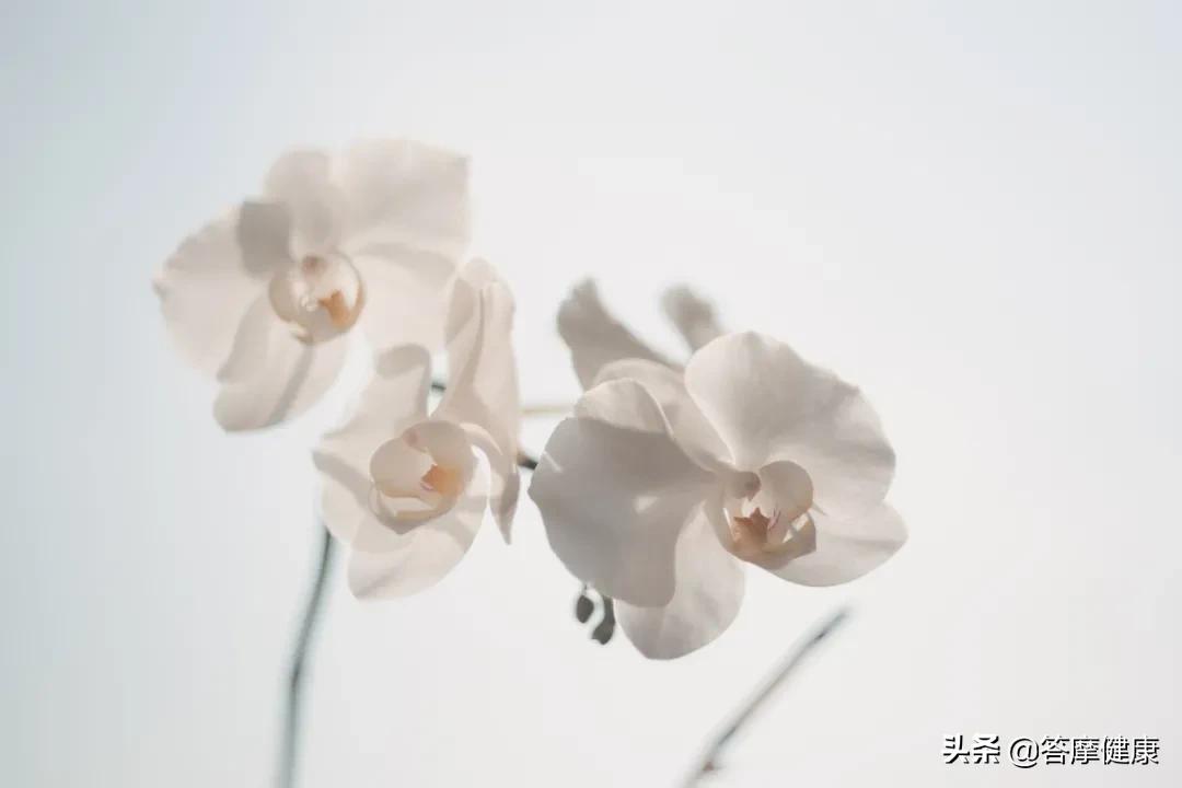 调理脾胃中药方张仲景,医圣张仲景调理脾胃的方子