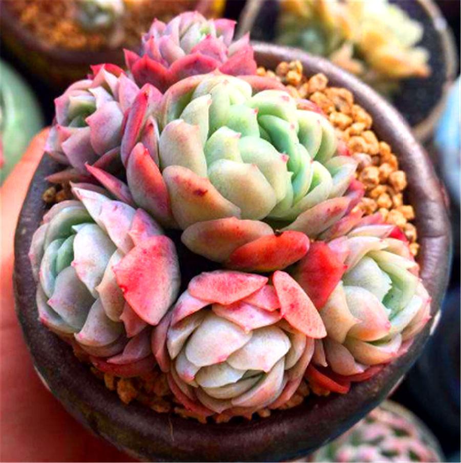 冰梅多肉怎么养护出状态,冰梅多肉冬天的养护方法