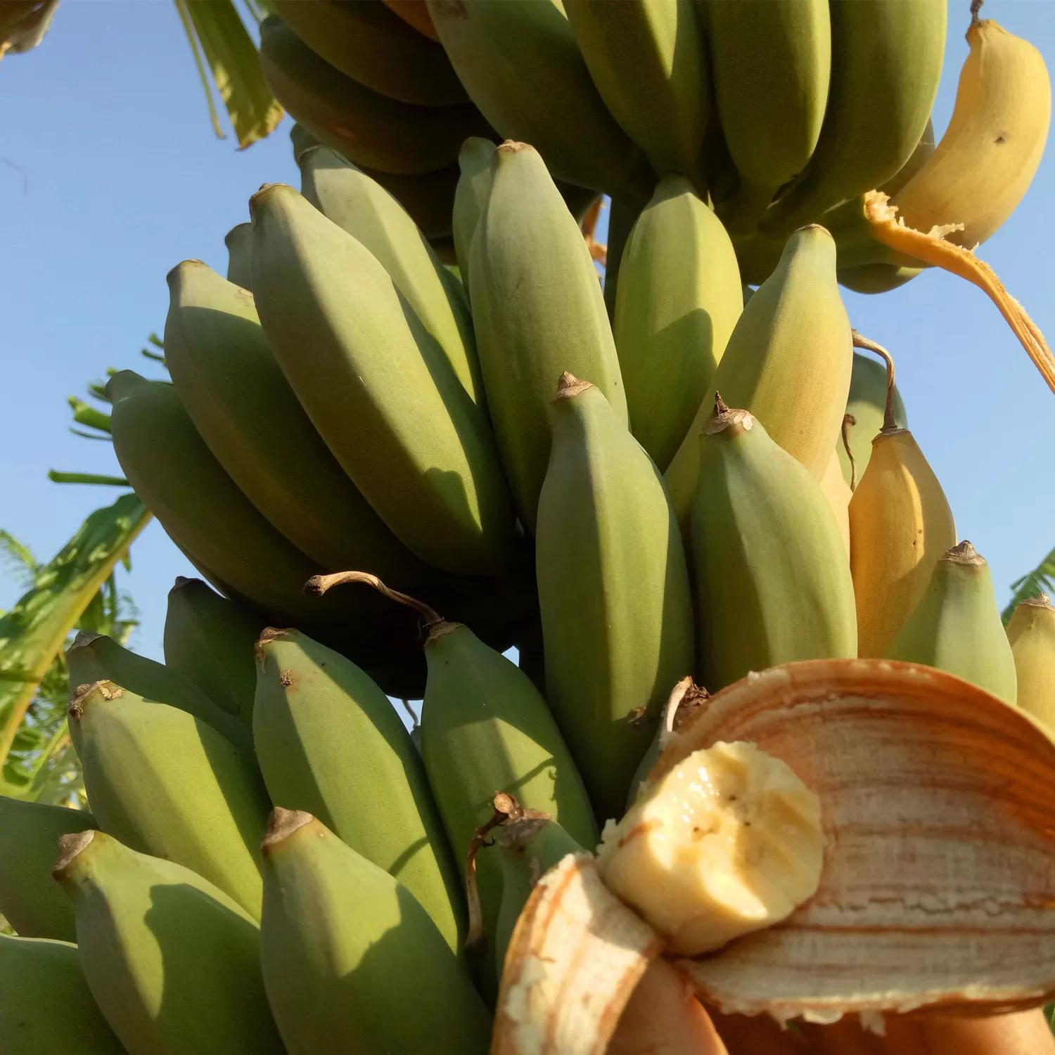 热带水果名单,热带水果王国攀枝花