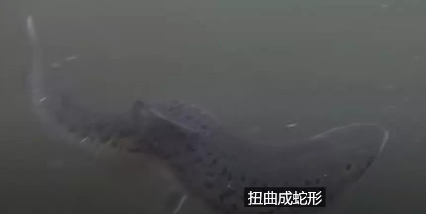 别吃了！三文鱼养殖场黑幕曝光：鱼身溃烂、扭曲畸形、真菌感染