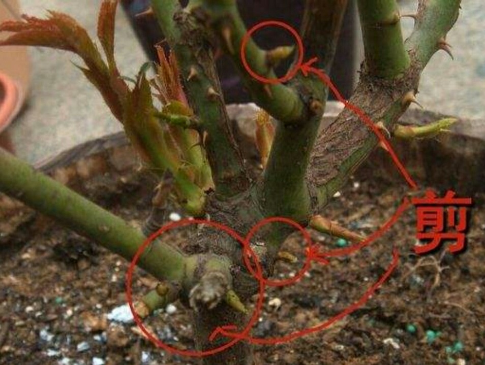 花卉怎么修剪造型,各种花卉修剪方法图解