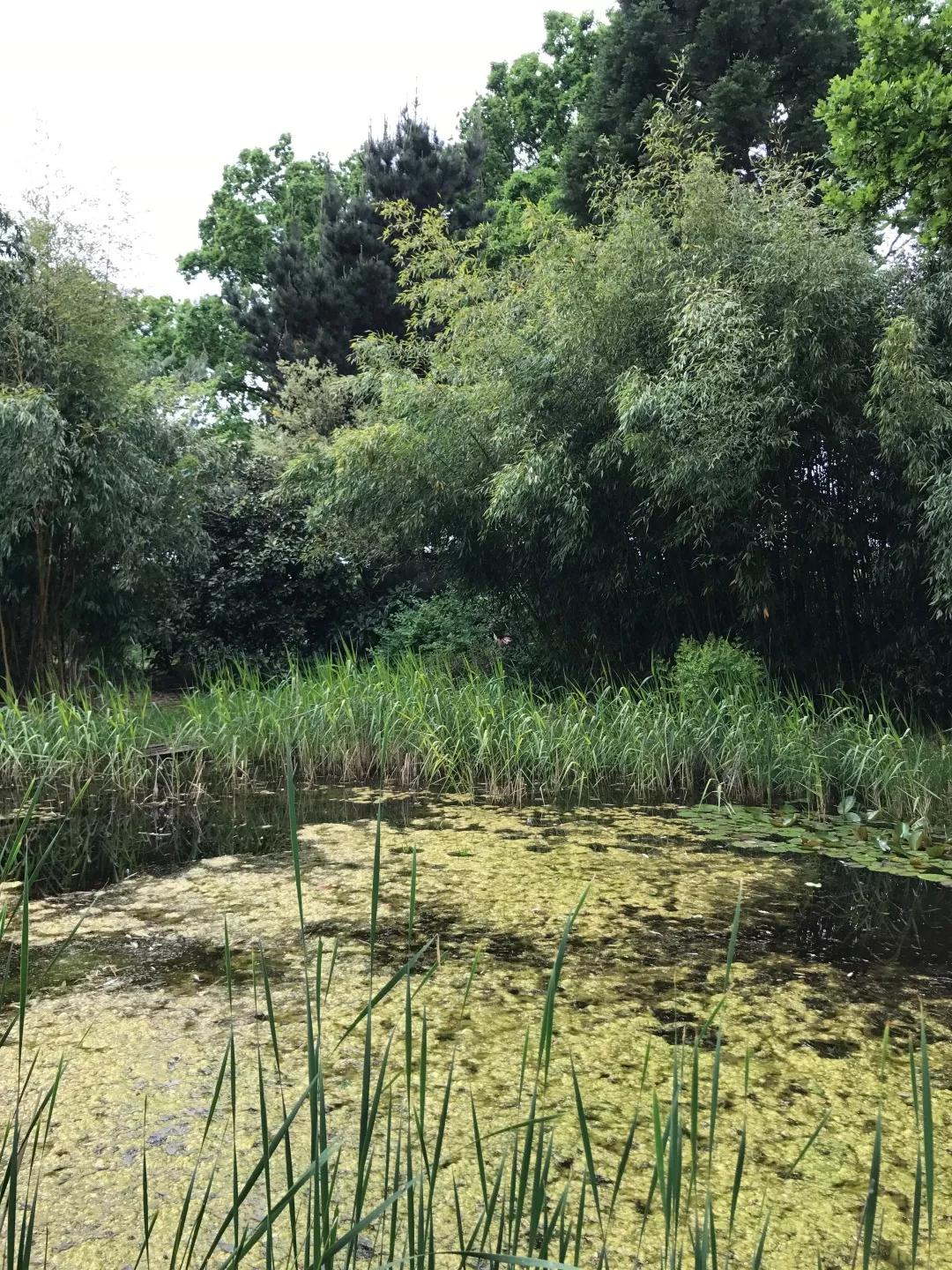 建一座完全不打药的生态花园,所有生命在这里和谐共处,值得收藏