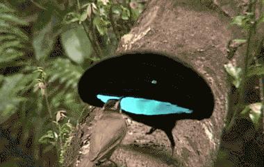 女性要知道的排卵期,女性排卵期是不是特别吸引人