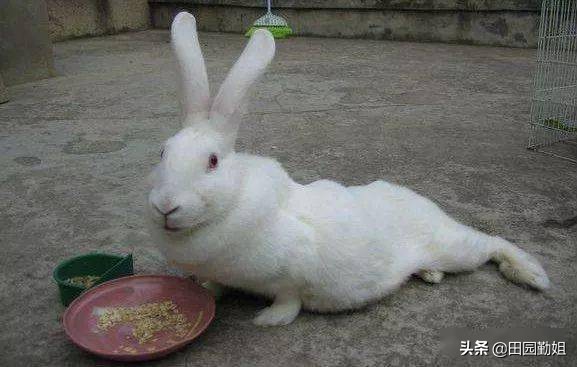 兔子突然死亡后肢僵硬,兔子身上软的后肢硬的怎么办
