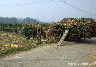 玉米秸秆不让烧了怎么办呢,烧玉米秸秆到底允许吗