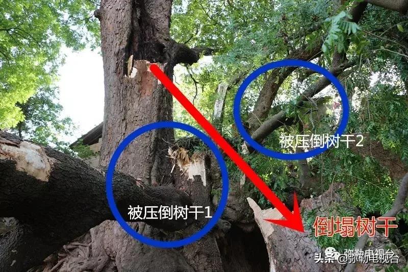 一棵被保护的百年古树,一棵百年的古树被雷击