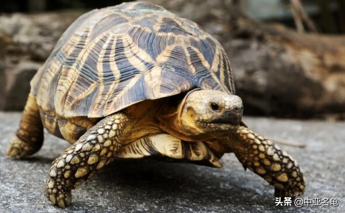 养龟推荐新手养法,养龟小知识学完后秒变养龟达人