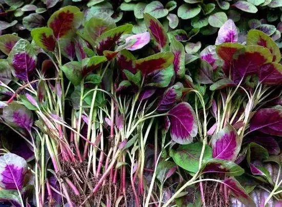 臭豆腐为什么吃了会变丑,臭豆腐非常臭吃起来越来越香