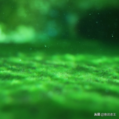 青苔能不能给鱼缸铺底,鱼缸里面青苔